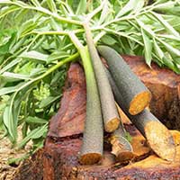 SugarMute Ingredient6